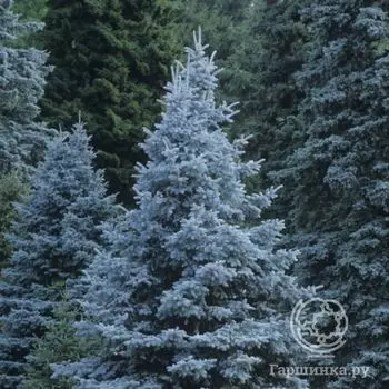 Ель колючая Кейбаб