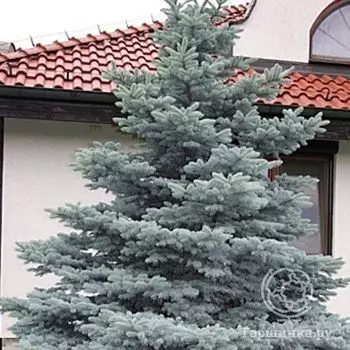 Ель колючая Мисти Блу