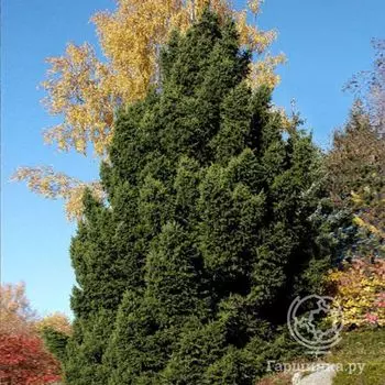 Ель обыкновенная Олендорфи