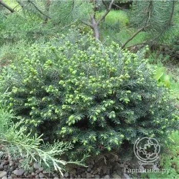 Ель сербская Карел