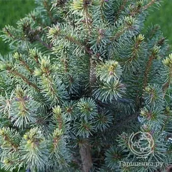 Ель Софроника