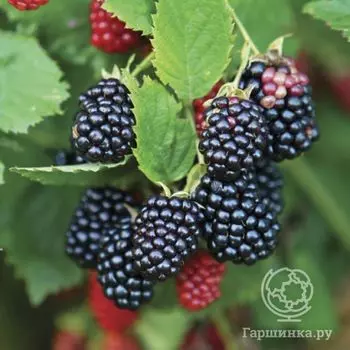 Ежевика Честер Торнлес