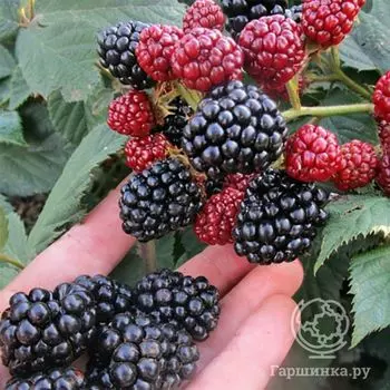 Ежевика Лох Несс.