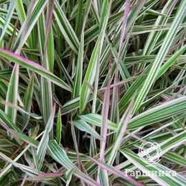 Фалярис Пикта