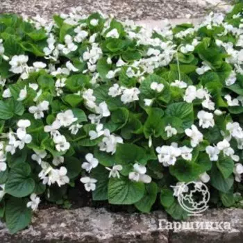 Фиалка Альбифлора сестринская