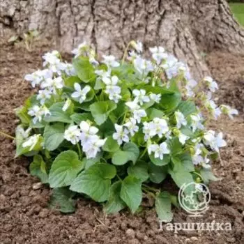 Фиалка мотыльковая