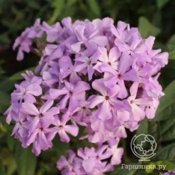 Флокс Анфиса