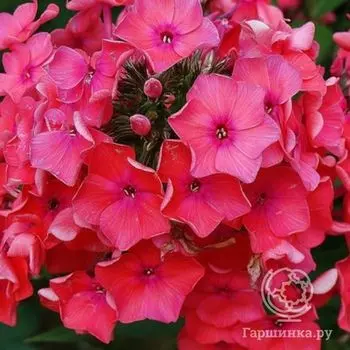 Флокс Иван-Заря