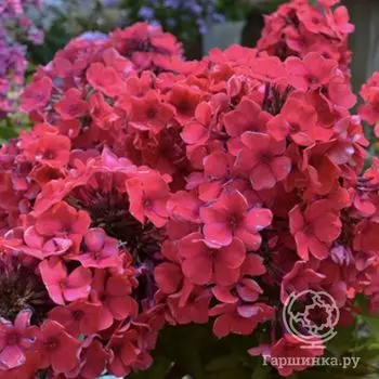 Флокс Маргарита