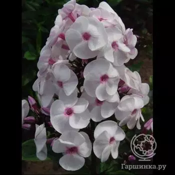 Флокс метельчатый Айс Крим