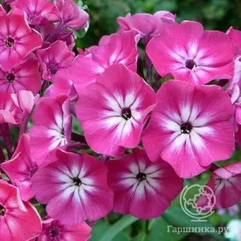 Флокс метельчатый Александра