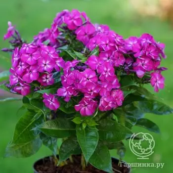 Флокс метельчатый Бамбини Дизайр