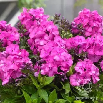 Флокс метельчатый Бамбини Примадонна