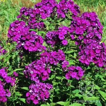 Флокс метельчатый Дюстерлое селекти