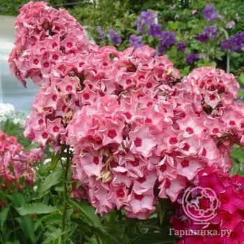 Флокс метельчатый Фейрител оф Урал