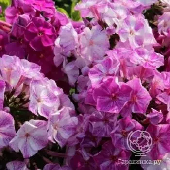 Флокс метельчатый Фрикли Пепл Шейдес