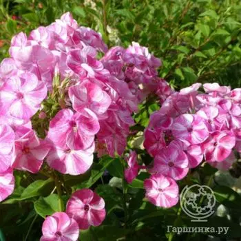 Флокс метельчатый Фрикли Пинк Шейдес