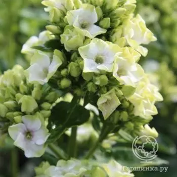 Флокс метельчатый Грин Лив