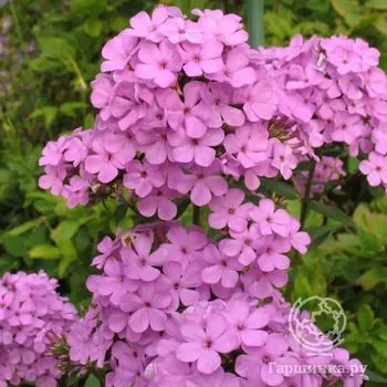 Флокс метельчатый Хесперис