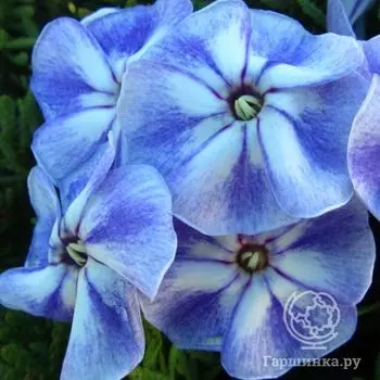 Флокс метельчатый Юник Олд Блу