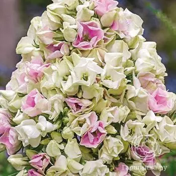 Флокс метельчатый Крем де ля Крем