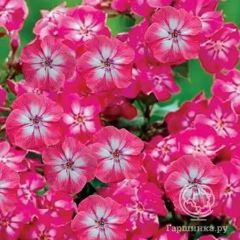 Флокс метельчатый Лизи