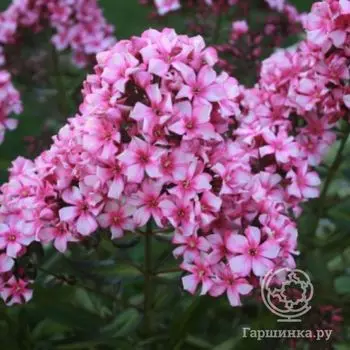 Флокс метельчатый Мисс Эли