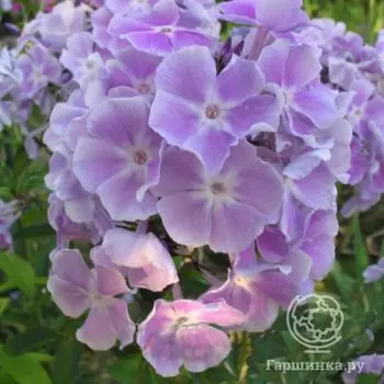 Флокс метельчатый Мисс Келли