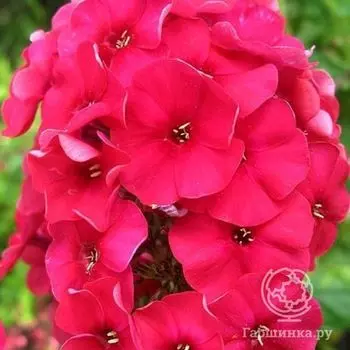 Флокс метельчатый Мисс Мэри