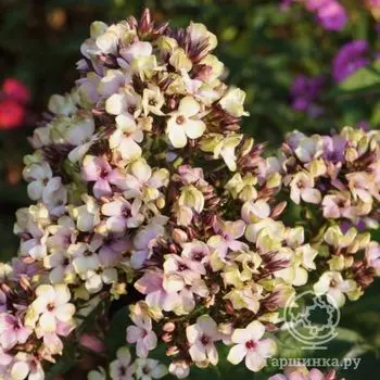 Флокс метельчатый Мистик Грин