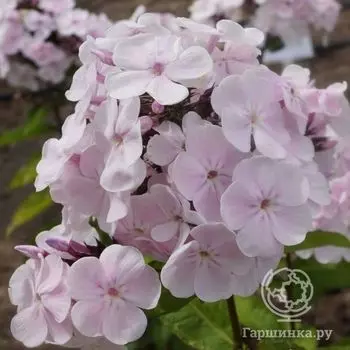 Флокс метельчатый Моника Линден Белл