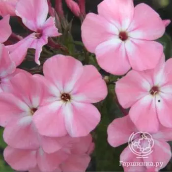 Флокс метельчатый Находка