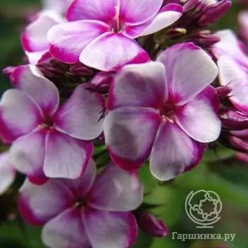 Флокс метельчатый Неон Флае Блу