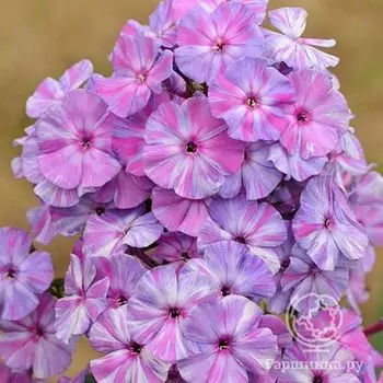 Флокс метельчатый Отэм Джой