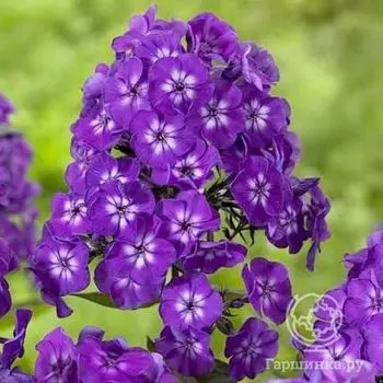 Флокс метельчатый Пепл Кисс