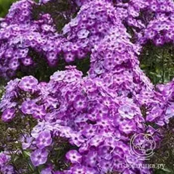 Флокс метельчатый Пикси Миракл