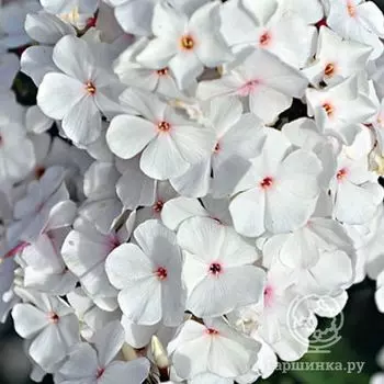 Флокс метельчатый Попай