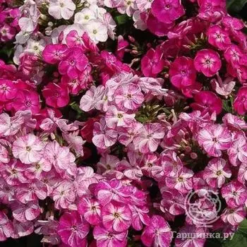 Флокс метельчатый Попурри