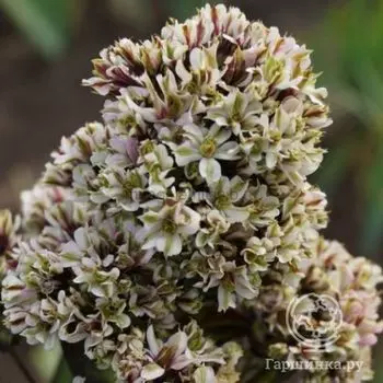 Флокс метельчатый Пур Филингз