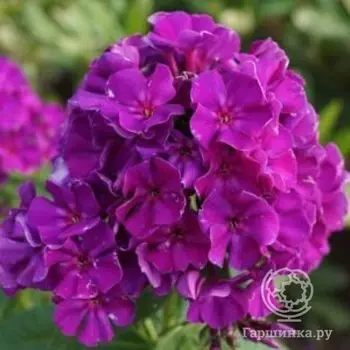 Флокс метельчатый Роберта