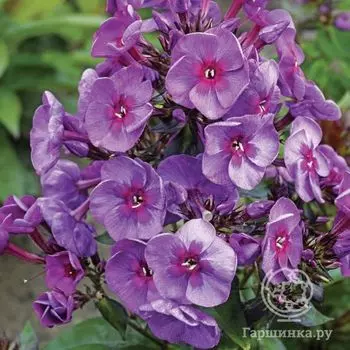 Флокс метельчатый Смоуки