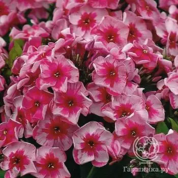 Флокс метельчатый Стар энд Страйпс