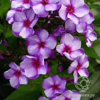 Флокс метельчатый Свирли Бирли