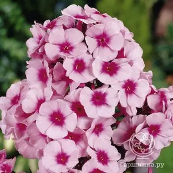 Флокс метельчатый Свиззл