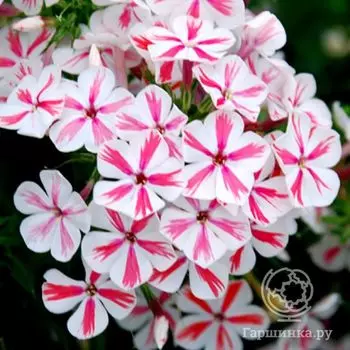 Флокс метельчатый Твистер