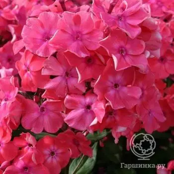 Флокс метельчатый Ватермелон пунш