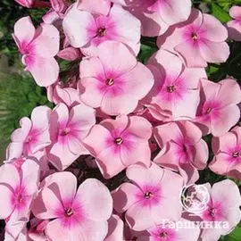 Флокс Милый Друг