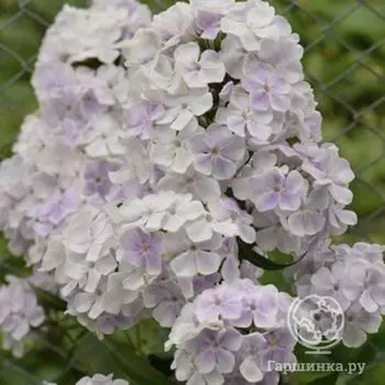 Флокс Миниатюра