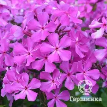 Флокс Морская звезда