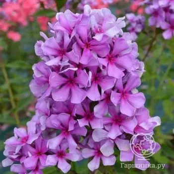 Флокс Морской петух